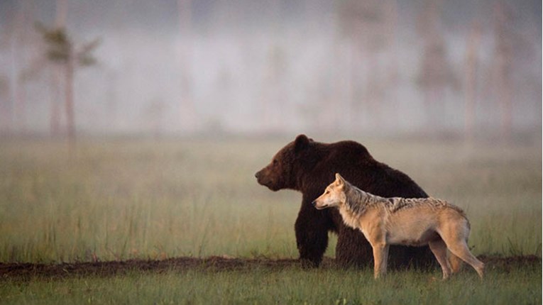 Fotograf je dokumentirao prijateljstvo sivog vuka i smeđeg medvjeda